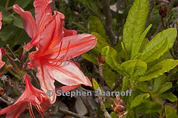 rhododendron molle ssp japonicum subsect sinensia 1 graphic